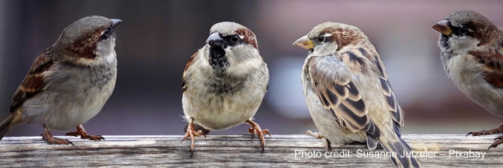 sparrows on wooden surface